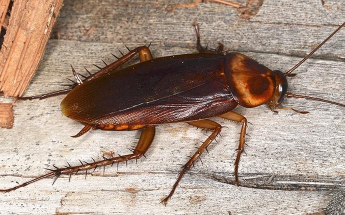 a cockroach on a wooden table
