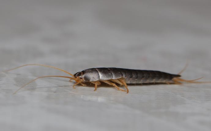 a silverfish on a table