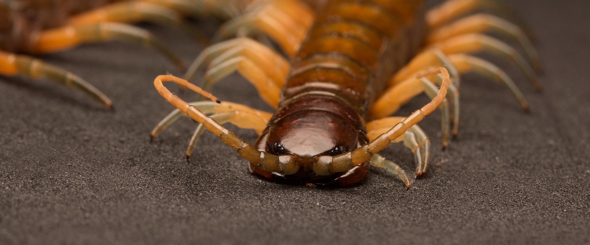 a centipede on gravel