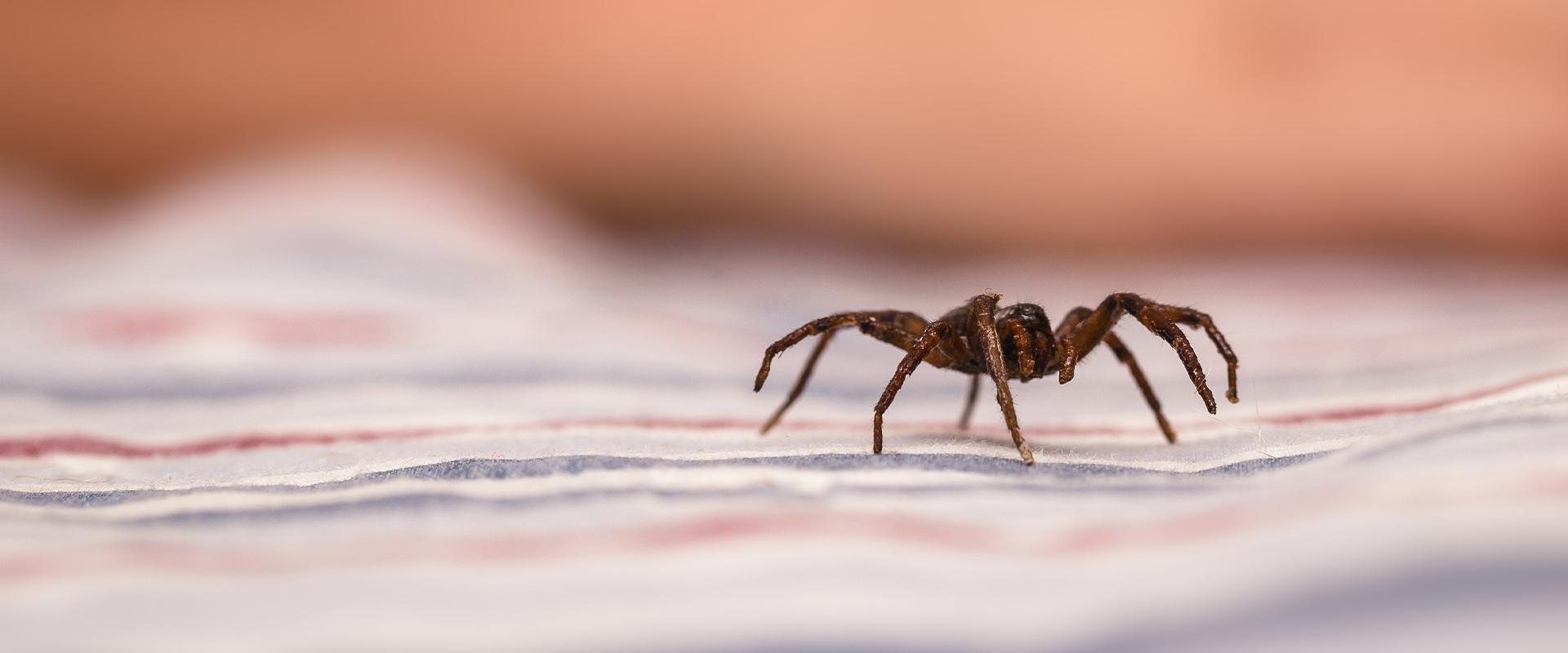 a spider crawling on a bed sheet
