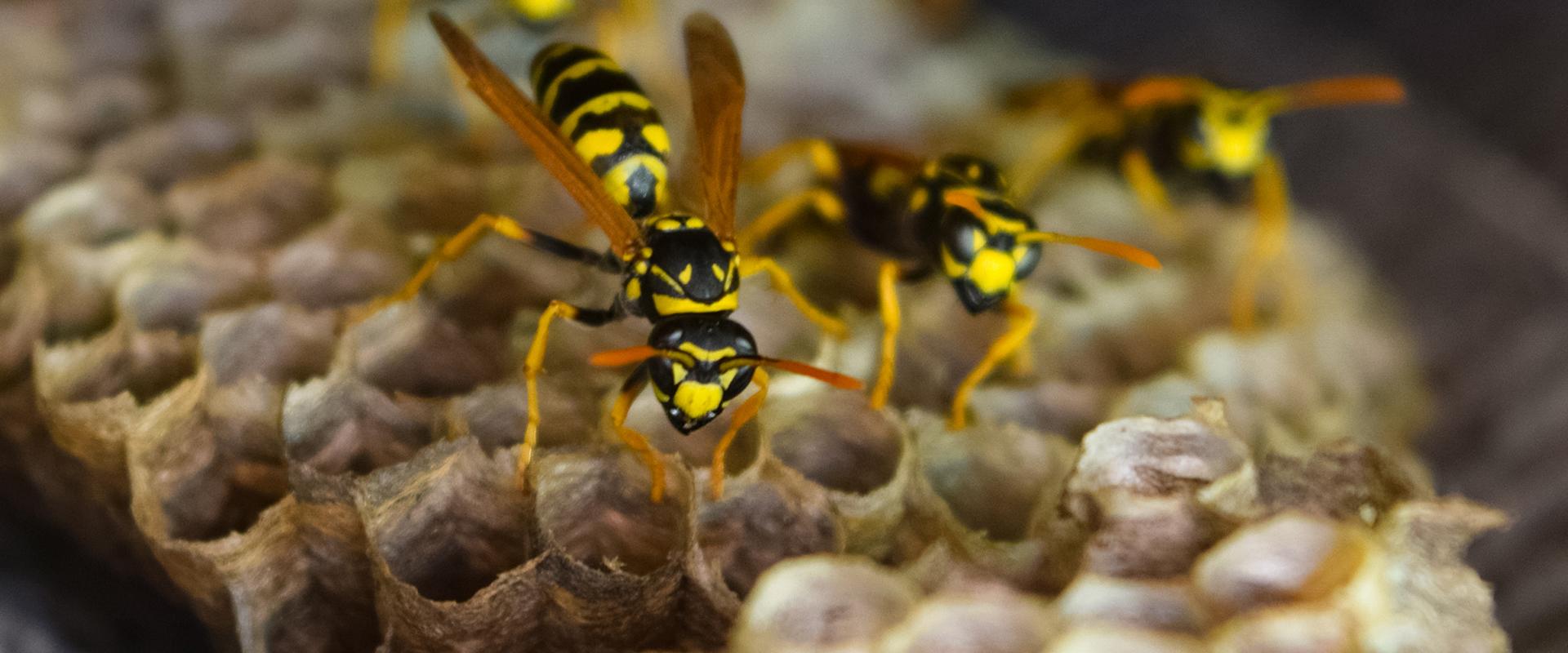 wasps on their nest