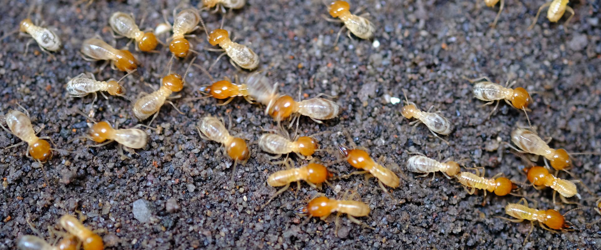 termites on gravel