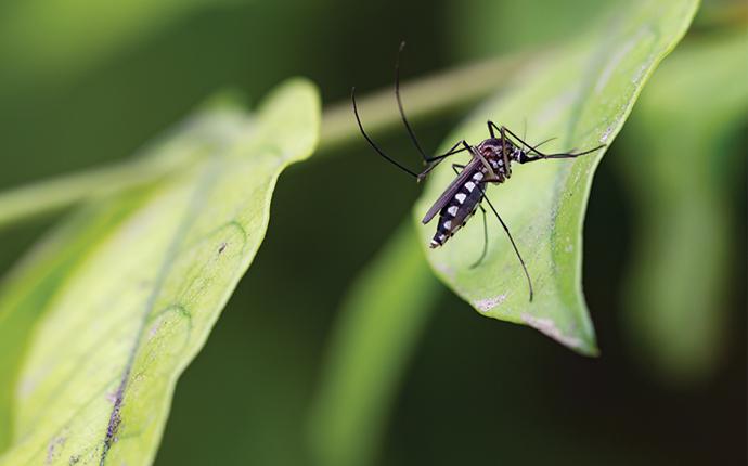 a mosquito landing on a plant