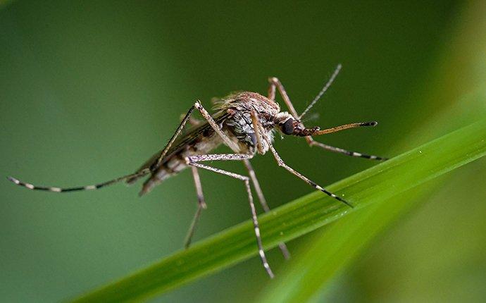 a mosquito landing on a blade of grass in raleigh north carolina