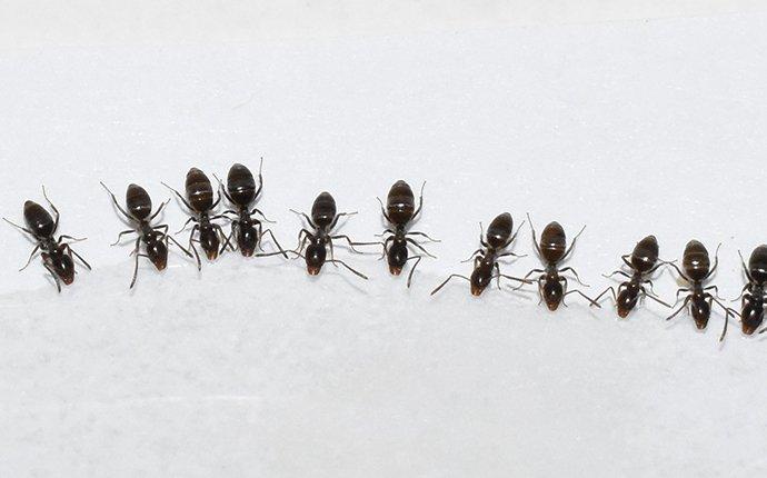 ants in a line