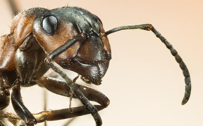 closeup of a black ant