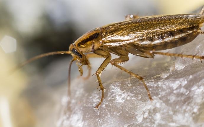 a german cockroach on a rock