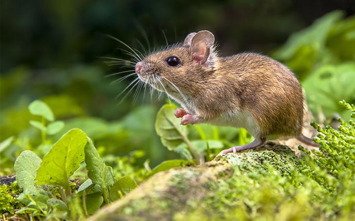 a mouse on the forest floor
