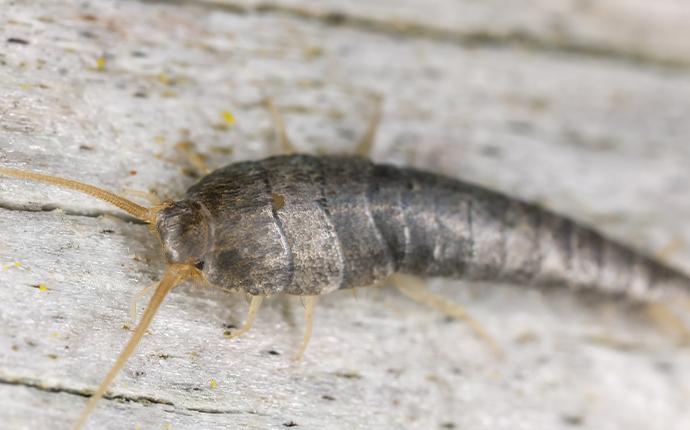 a silverfish on a wood table
