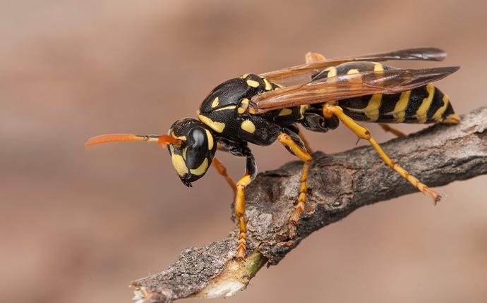 a wasp on a branch