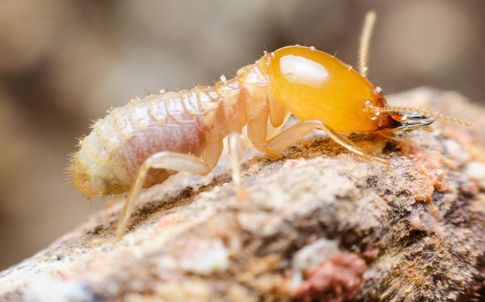 a termite crawling on damaged wood