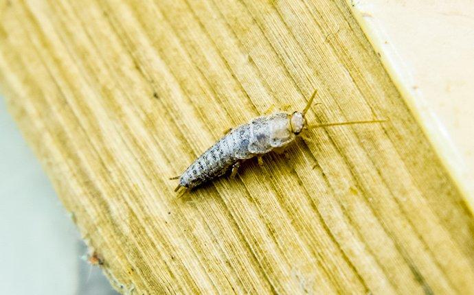 a silverfish crawling on paper in knightdale north carolina