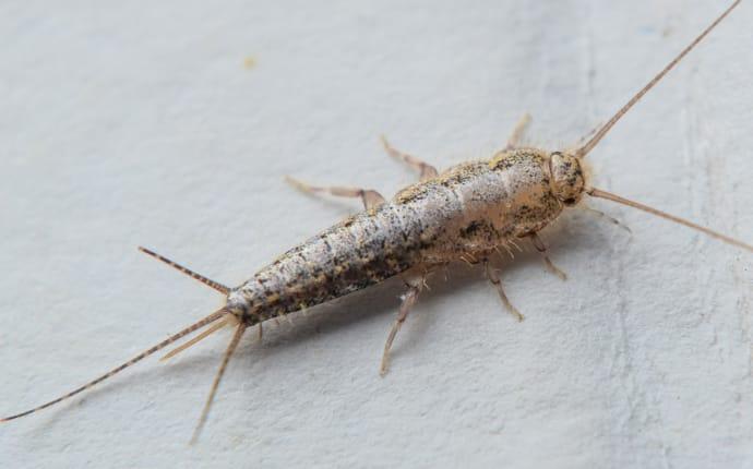 silverfish up close