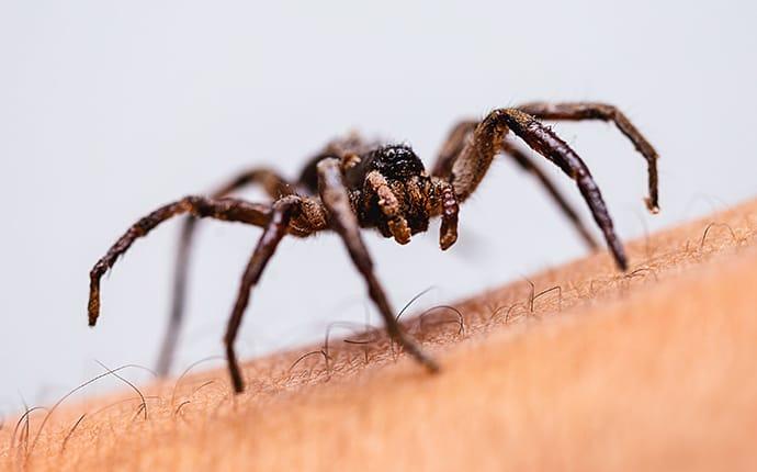 Learn How Effective Spider Control Can Be a spider crawling on the arm of a cadillac maine resident