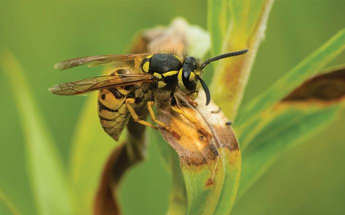 a yellow jacket wasp on a plant leaf