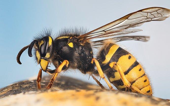 a yellow jacket wasp on a porch