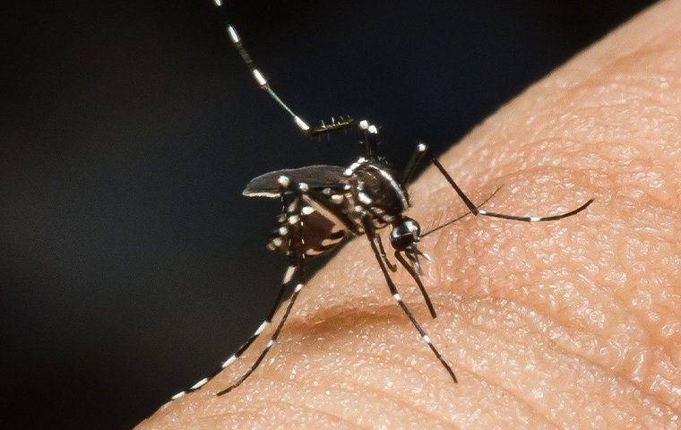 a mosquito biting the skin