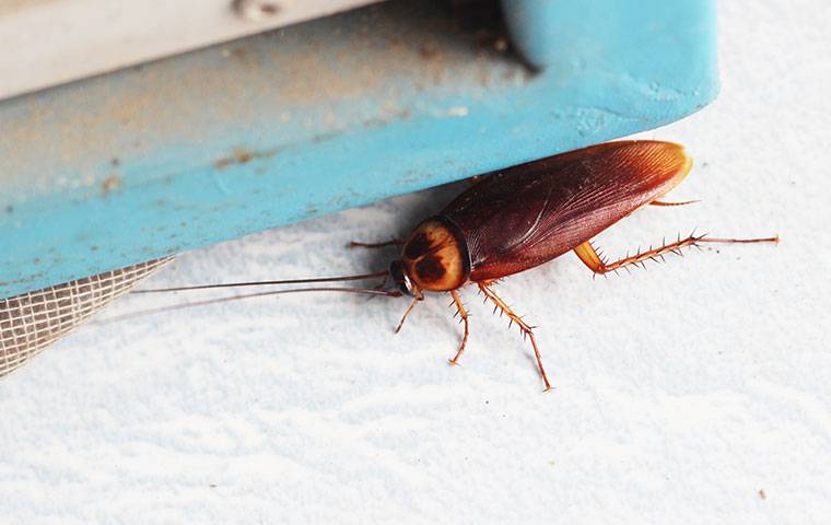 an american cockroach crawling near a window