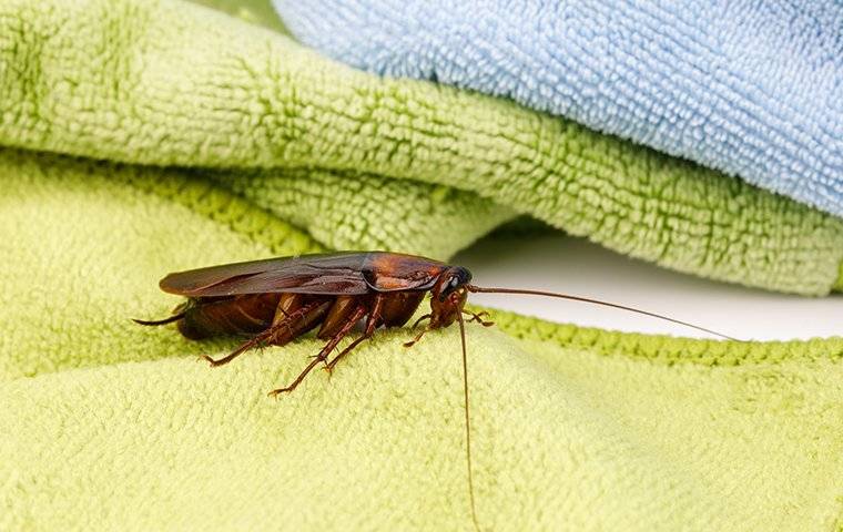 an american cockroach on a towel in a bathroom