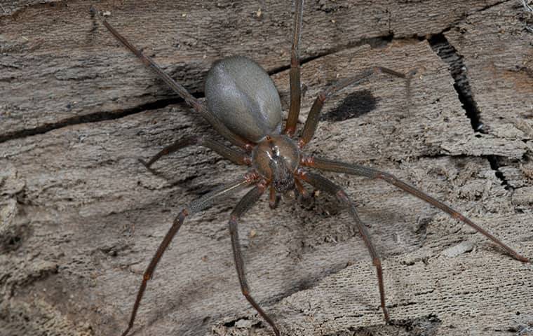 brown recluse spider on wood panel