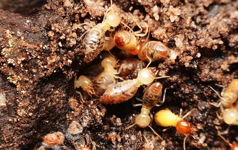 a colony of termites