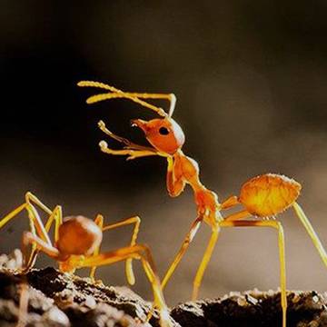 fire ants at duck