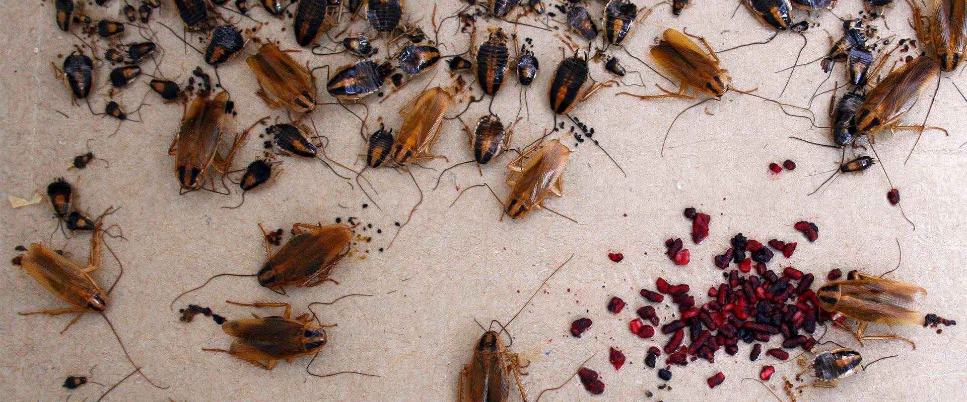 cockroaches on a sticky trap