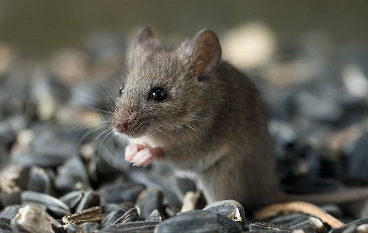 a tiny house mouse eating seeds