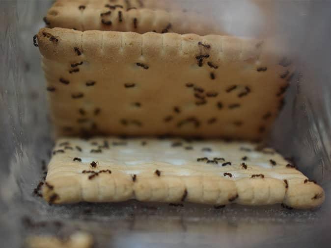 ants infest an open package of cookies in a boulder co home