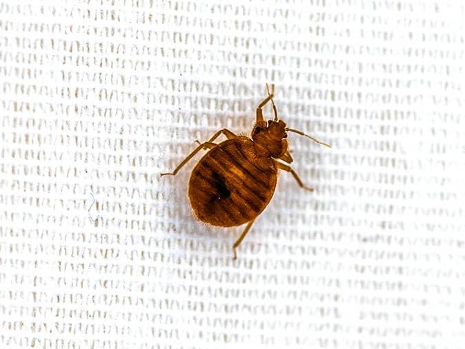 bed bug on a white sheet inside a denver bedroom