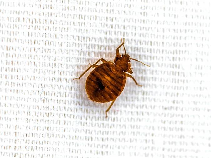 denver mattress bed bugs