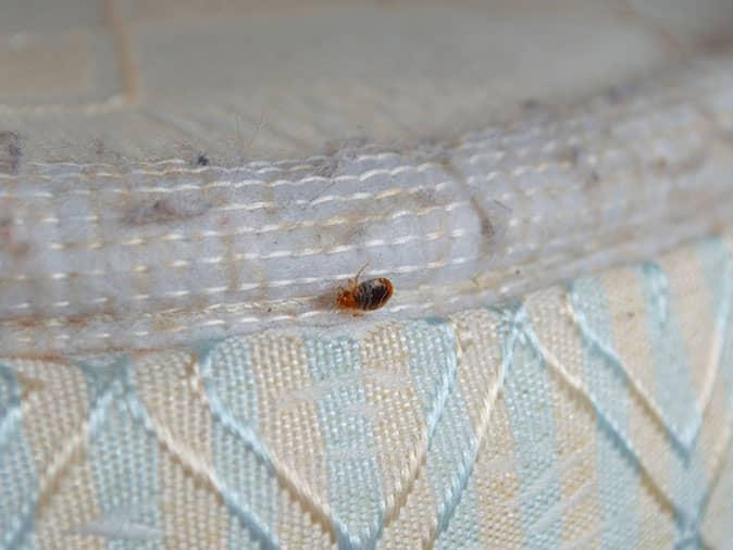 live bed bug crawling along mattress seam