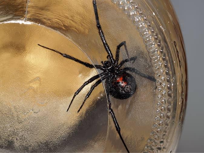 black widow spider caught in a jar