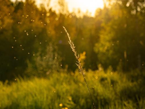 Learn More About Pests In Colorado That Are Active In The Late Summer field in colorado during the late summer months
