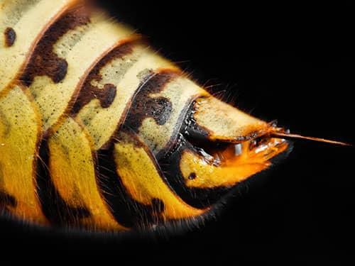 Find Out Which Wasps In Colorado Are Dangerous Today! wasp stinger up close before stinging colorado homeowner