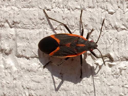 box elder bug on the side of a boulder home