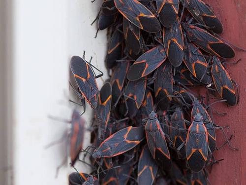 several box elder bugs crawling on longmont home
