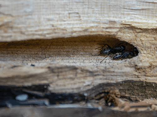 carpenter ants damaging wood inside colorado home