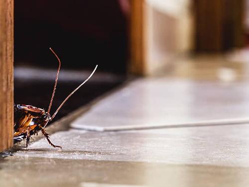cockroach crawling inside colorado springs home