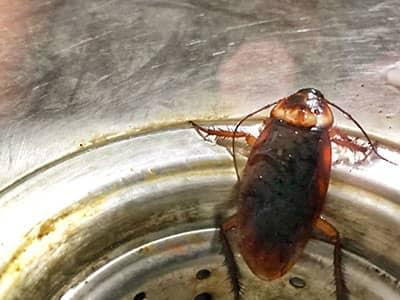 a cockroach in kitchen sink of denver co home