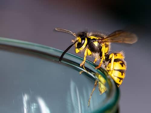yellow jacket on the edge of a glass outside colorado home