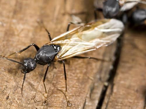 flying ant on a deck in denver, co