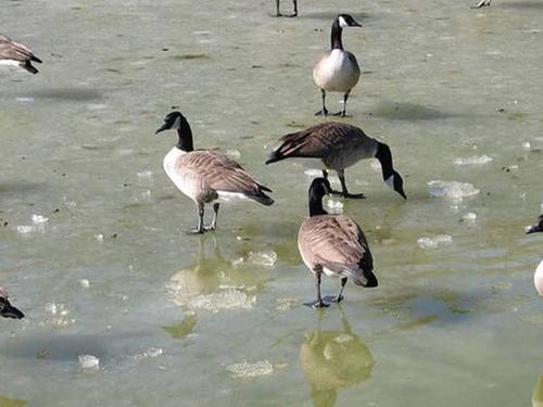 canada geese on frozen water in colorado
