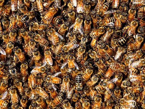 honey bees swarming in colorado