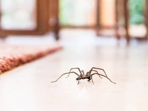 house spider in colorado springs home