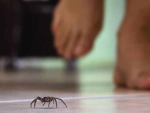 denver co homeowner walking near a spider inside