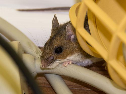mouse in a closet inside a denver co home