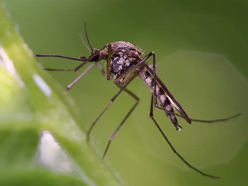 mosquito outside a colorado springs home