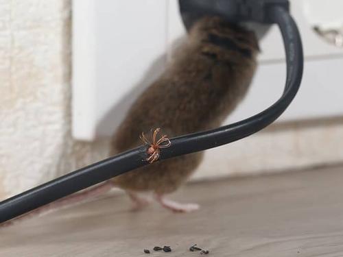mouse in denver house