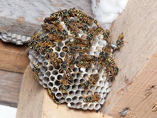 paper wasps building a nest on a denver home
